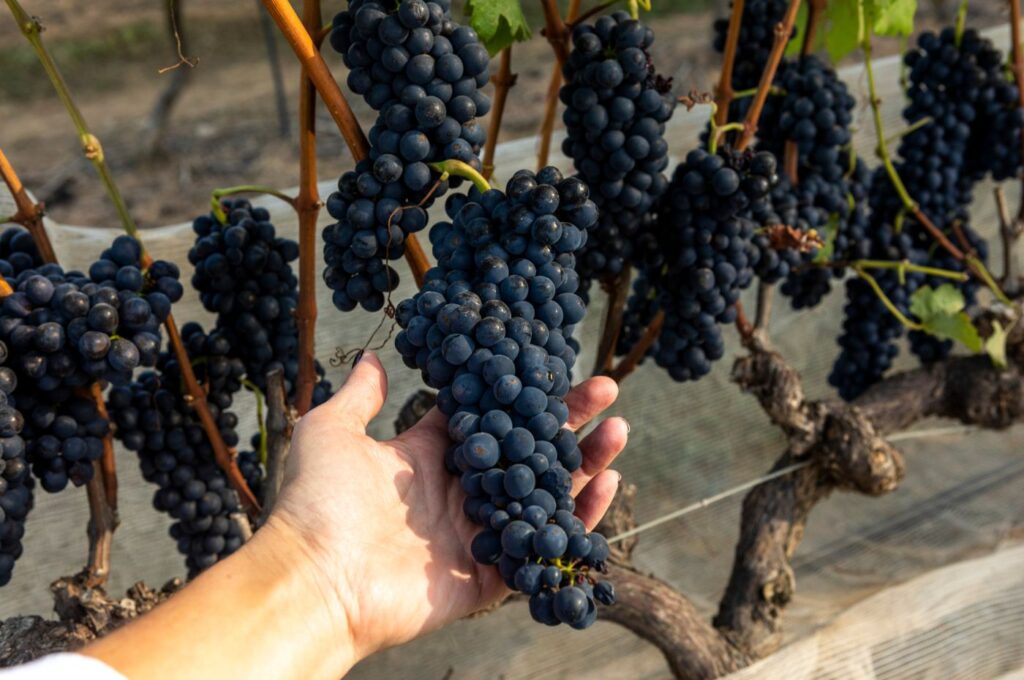 Cachos da uva Syrah cultivados nos vinhedos da Guaspari
