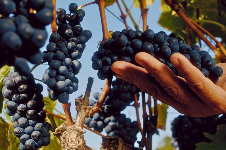 Vinhos orgânicos, biodinâmicos e naturais, qual a diferença?