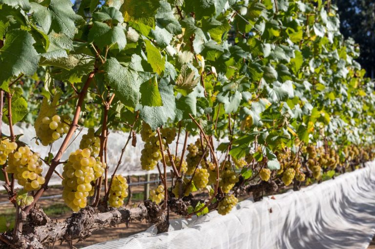 Sauvignon Blanc: desvendando a história e sabores de uma uva selvagem