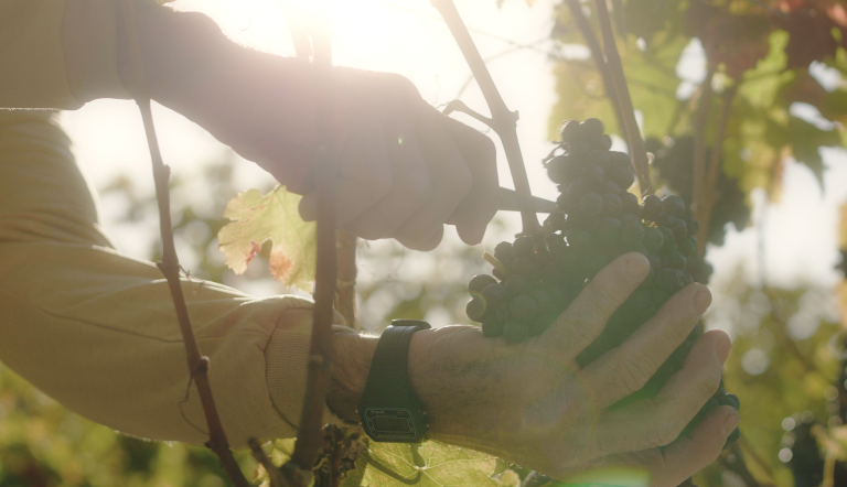 Clima e cultivo de uvas: como atingir safra de alta qualidade